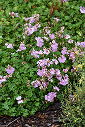 Dalmatian Cranesbill (Geranium dalmaticum) at Lakeshore Garden Centres