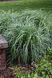 Windwalker Big Bluestem (Andropogon gerardii 'PWIN01S') at Lakeshore Garden Centres