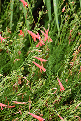 Half Pint Pineleaf Beard Tongue (Penstemon pinifolius 'Half Pint') at Lakeshore Garden Centres