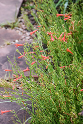 Half Pint Pineleaf Beard Tongue (Penstemon pinifolius 'Half Pint') at Lakeshore Garden Centres