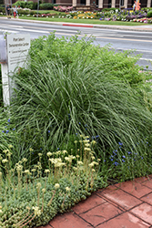 Wright's Dropseed (Sporobolus wrightii) at Lakeshore Garden Centres