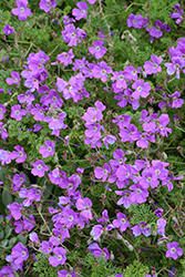 La Veta Lace Cranesbill (Geranium magniflorum 'P013S') at Lakeshore Garden Centres
