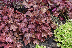 Magma Coral Bells (Heuchera 'Magma') at Lakeshore Garden Centres
