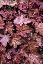 Magma Coral Bells (Heuchera 'Magma') at Lakeshore Garden Centres
