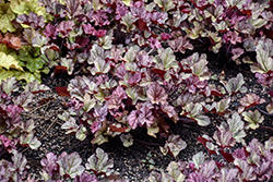 Coralberry Coral Bells (Heuchera 'Coralberry') at Lakeshore Garden Centres