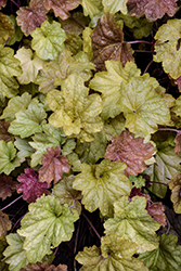 Big Top Caramel Apple Coral Bells (Heuchera 'Caramel Apple') at Peter Knippel Garden Centre