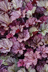 Coralberry Coral Bells (Heuchera 'Coralberry') at Lakeshore Garden Centres