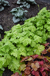 Dressed Up Ball Gown Coral Bells (Heuchera 'Ball Gown') at Peter Knippel Garden Centre