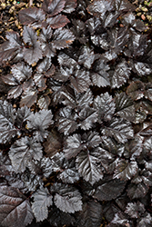 Dark Side Of The Moon Astilbe (Astilbe 'Dark Side Of The Moon') at Peter Knippel Garden Centre