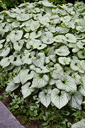 Alchemy Silver Bugloss (Brunnera macrophylla 'TNBRUAS') at Lakeshore Garden Centres