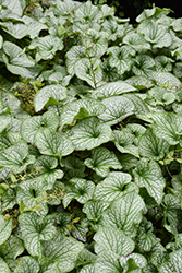Alchemy Pewter Bugloss (Brunnera macrophylla 'TNBRUAP') at Lakeshore Garden Centres
