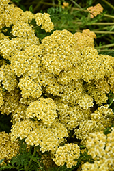 Milly Rock Yellow Terracotta Yarrow (Achillea millefolium 'FLORACHYE2') at Lakeshore Garden Centres