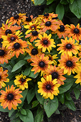 MiniBeckia Flame Coneflower (Rudbeckia 'MiniBeckia Flame') at Lakeshore Garden Centres