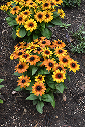 MiniBeckia Flame Coneflower (Rudbeckia 'MiniBeckia Flame') at Lakeshore Garden Centres