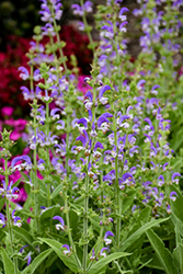Olympus Gold Leaf Sage (Salvia chrysophylla 'Olympus Gold Leaf') at Lakeshore Garden Centres