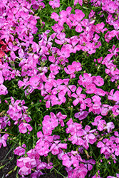Beauties Rebecca Pinks (Dianthus 'Rebecca') at Lakeshore Garden Centres