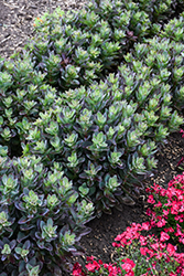 Conga Line Stonecrop (Sedum telephium 'Conga Line') at Green Thumb Garden Centre