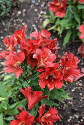 Colorita Kate Alstroemeria (Alstroemeria 'Zaprikate') at Lakeshore Garden Centres