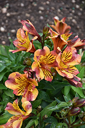 Diana Alstroemeria (Alstroemeria 'Diana') at Lakeshore Garden Centres