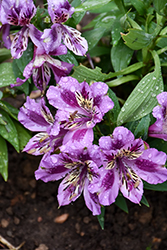 Colorita Mulan Alstroemeria (Alstroemeria 'Zaprimu') at Lakeshore Garden Centres
