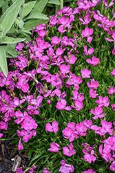 Beauties Rebecca Pinks (Dianthus 'Rebecca') at Lakeshore Garden Centres