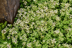 Summer Snow Stonecrop (Sedum spurium 'Summer Snow') at Lakeshore Garden Centres