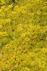 Prima Angelina Stonecrop (Sedum rupestre 'Gold Form') at Lakeshore Garden Centres