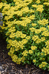 Rock 'N Round Bright Idea Stonecrop (Sedum 'Bright Idea') at Lakeshore Garden Centres