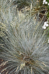 Buddy Blue Fescue (Festuca valesiaca 'Buddy Blue') at Lakeshore Garden Centres