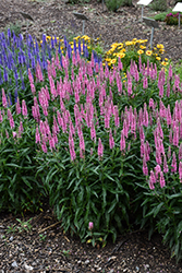 Skyward Pink Long-leaf Speedwell (Veronica longifolia 'Balskywink') at Lakeshore Garden Centres