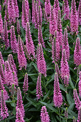 Skyward Pink Long-leaf Speedwell (Veronica longifolia 'Balskywink') at Lakeshore Garden Centres