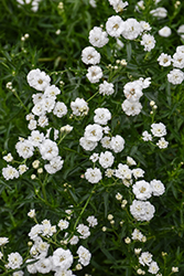 Marshmallow Yarrow (Achillea ptarmica 'Marshmallow') at Lakeshore Garden Centres