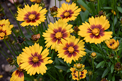 Solanna Sunset Bright Tickseed (Coreopsis grandiflora 'Solanna Sunset Bright') at Lakeshore Garden Centres