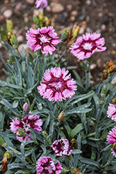 EverBloom Raspberry Jam Pinks (Dianthus 'Raspberry Jam') at Lakeshore Garden Centres