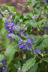 Emerald Crest Caryopteris (Caryopteris x clandonensis 'Emerald Crest') at Lakeshore Garden Centres