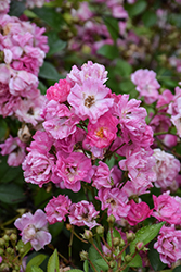 Pretty Polly Pink Rose (Rosa 'Zlepolone') at Lakeshore Garden Centres