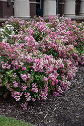 Pretty Polly Pink Rose (Rosa 'Zlepolone') at Lakeshore Garden Centres
