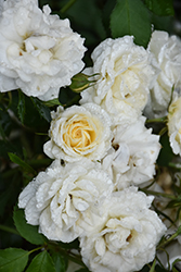 Buttercream Drift Rose (Rosa 'Meidevi') at Lakeshore Garden Centres