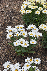 Western Star Libra Shasta Daisy (Leucanthemum x superbum 'Libra') at Lakeshore Garden Centres