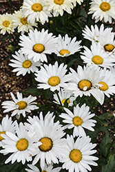 Western Star Libra Shasta Daisy (Leucanthemum x superbum 'Libra') at Lakeshore Garden Centres