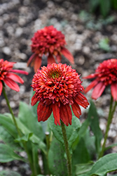 Double Scoop Orangeberry Deluxe Coneflower (Echinacea 'Balscoberrux') at Lakeshore Garden Centres