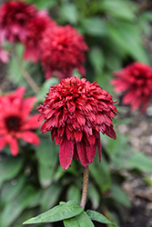 Double Scoop Strawberry Deluxe Coneflower (Echinacea 'Balscawbux') at Lakeshore Garden Centres