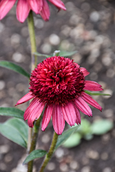 Cara Mia Carmine Coneflower (Echinacea 'Cara Mia Carmine') at Lakeshore Garden Centres