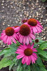 Mooodz Imagination Coneflower (Echinacea 'Hilmooimag') at Lakeshore Garden Centres