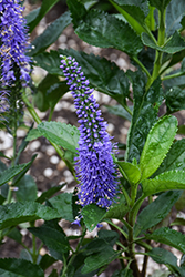 Seaside Speedwell (Veronica 'Seaside') at Lakeshore Garden Centres