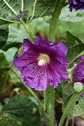 Spotlight Purple Rain Hollyhock (Alcea rosea 'Spotlight Purple Rain') at Lakeshore Garden Centres