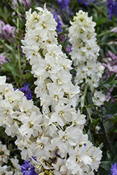 Delgenius Neva Larkspur (Delphinium 'Neva') at Lakeshore Garden Centres