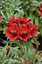 Colorita Katiana Alstroemeria (Alstroemeria 'Zaprikatia') at Lakeshore Garden Centres