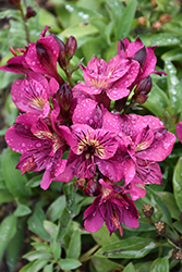 Colorita Louise Alstroemeria (Alstroemeria 'Zaprilou') at Lakeshore Garden Centres