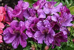Colorita Tamara Alstroemeria (Alstroemeria 'Zapritama') at Lakeshore Garden Centres